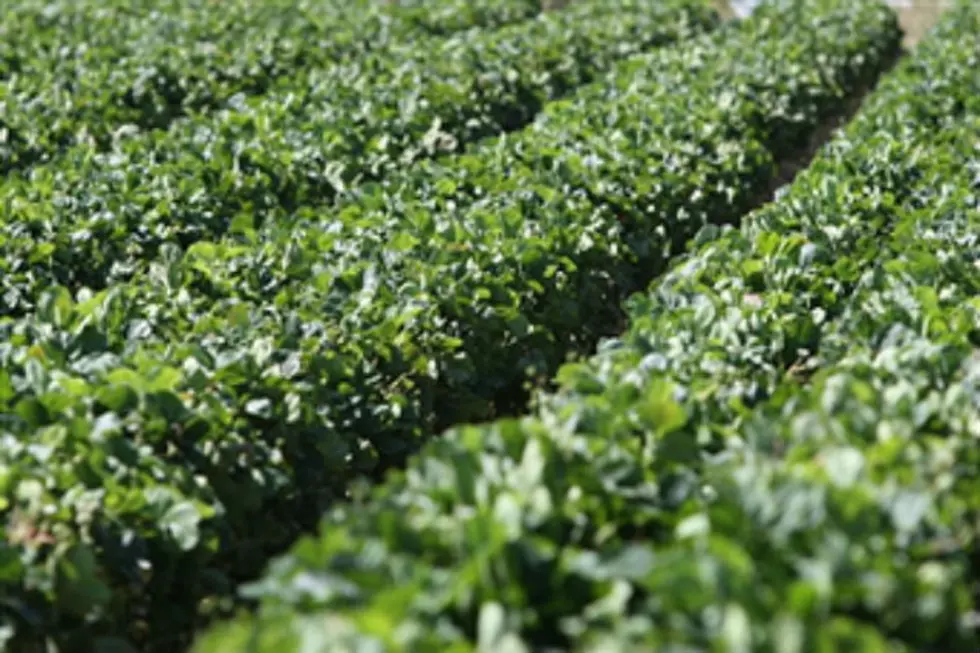 Where You Can Pick Your Own Strawberries In Maine