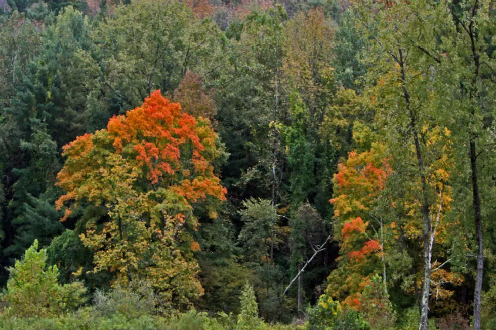 Peak Foliage This Weekend In Much Of Maine