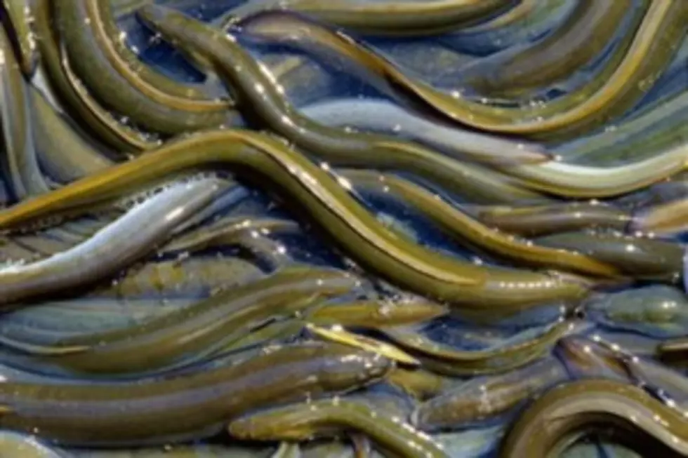 Chinese Man Survives Eel in His Colon