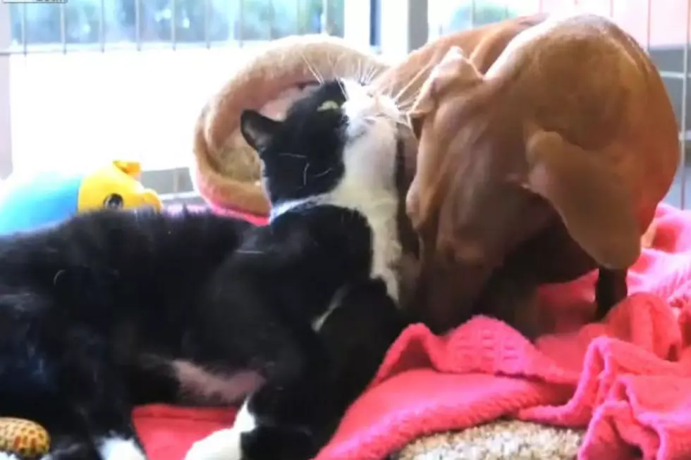 Dog Refuses To Leave Injured Cat
