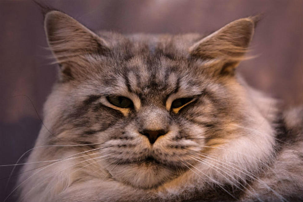 Friday Funnies: A Video Of Maine Coon Cats Playing