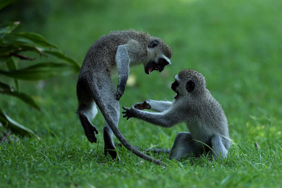 A Zoo In England Is Banning Monkeys From Eating Bananas