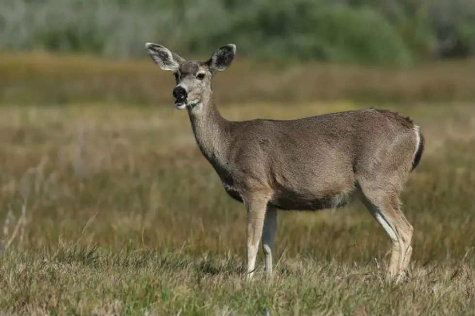 Maine Deer Spys Wanted