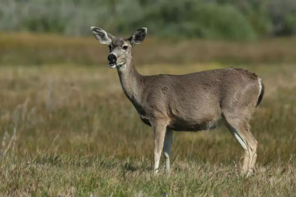 Results For This Years ‘Any Deer’ Lottery in Maine