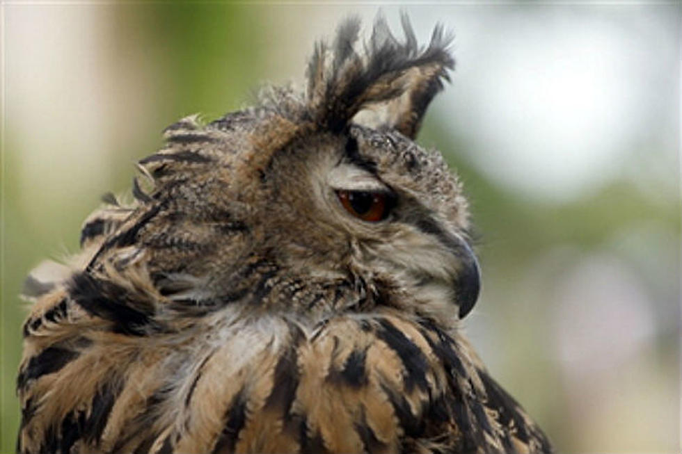 Largest Owl in the World Coming to Kid Fest