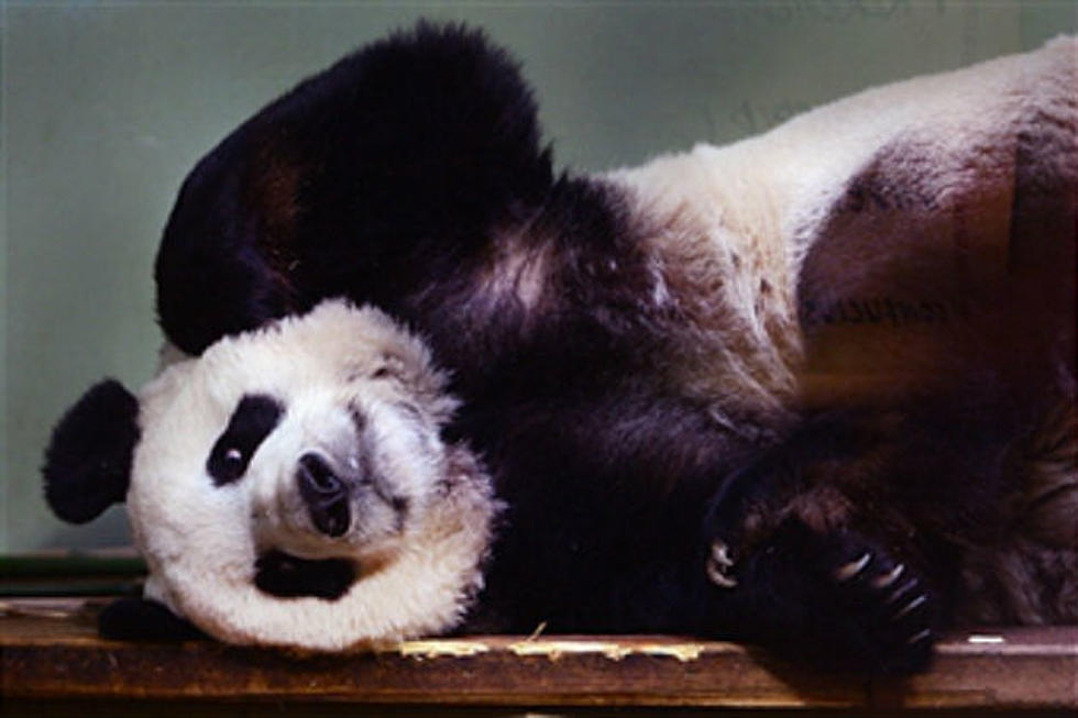 Depressed Panda Gets Flat Screen T.V.