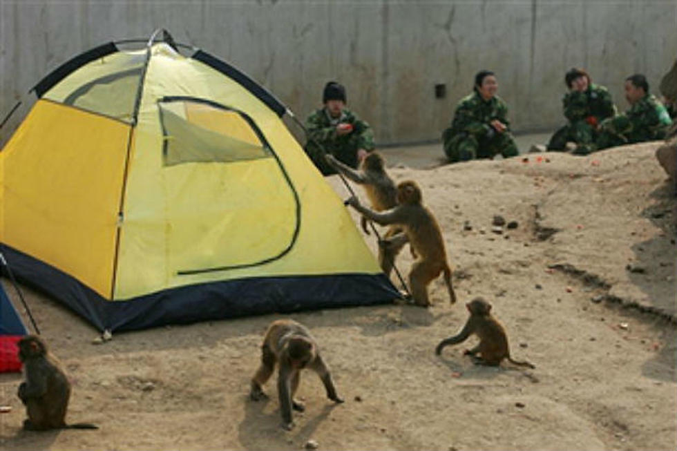 Chinese Army Recruiting Monkeys