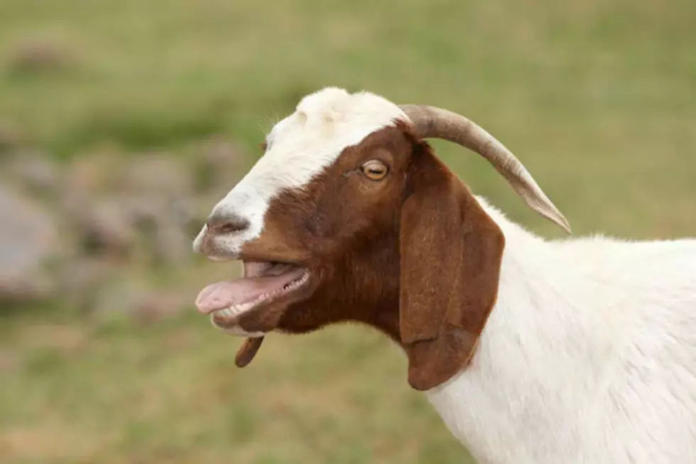 Video Of Galloping Baby Goats From Cumberland, Maine Are a YouTube Hit