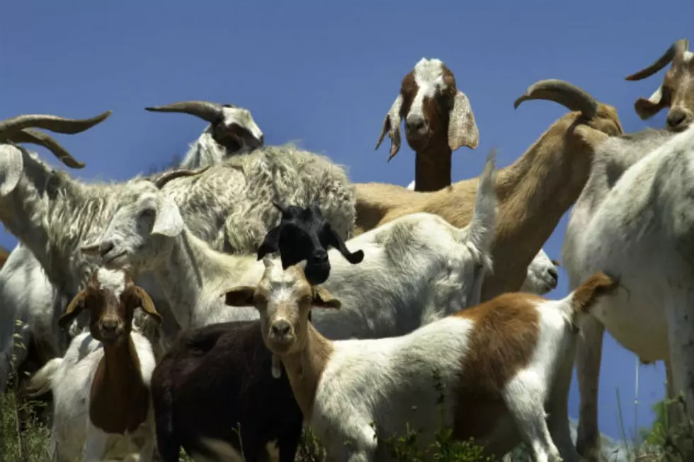 Video Of Galloping Baby Goats From Cumberland, Maine Are a YouTube Hit