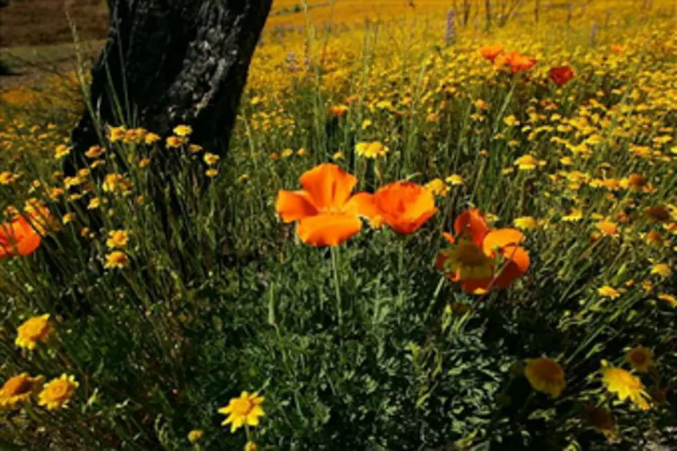 May 22nd Is Plant Sale Day At The Viles Arboretum in Augusta 