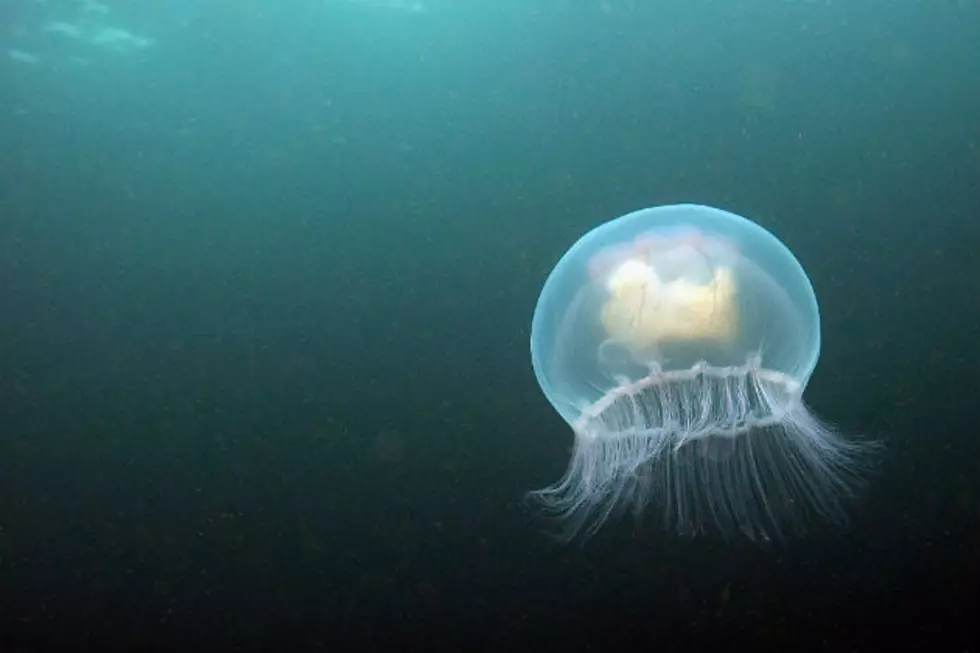 An Increase Of Jellyfish On Maine Beaches