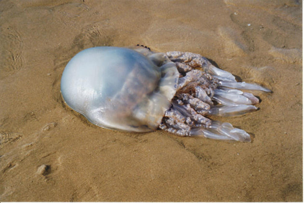 An Increase Of Jellyfish On Maine Beaches