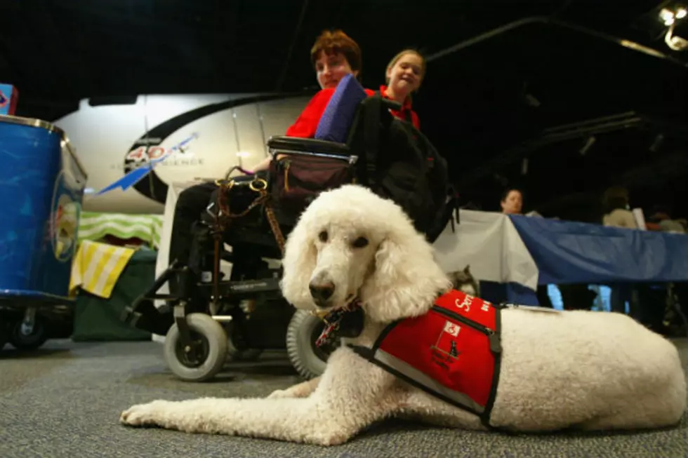 Service Dogs Vs. Therapy/Comfort Dogs – There’s A Fine Line
