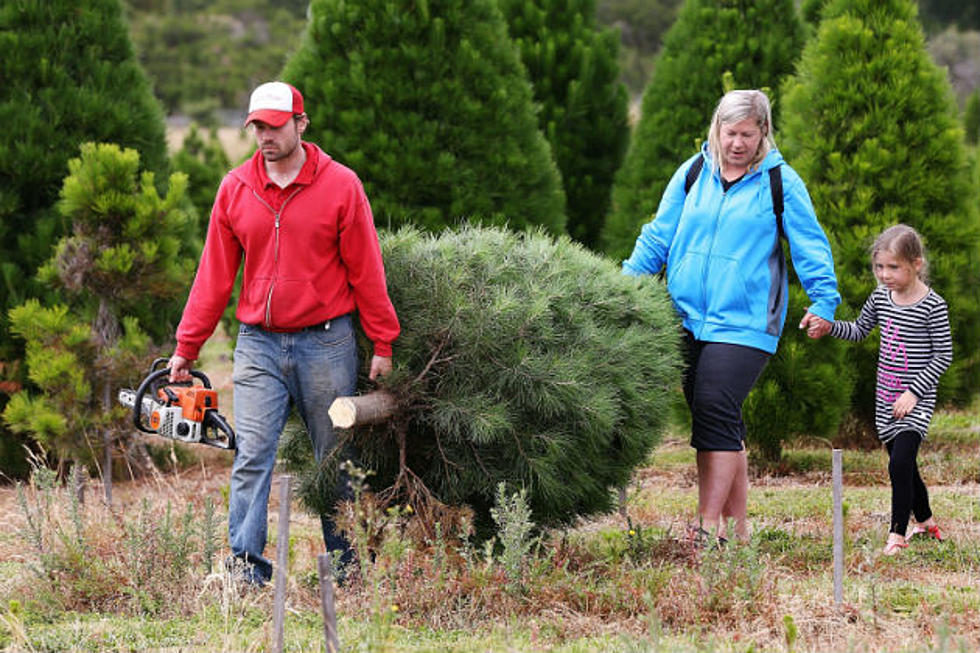 Destination Maine: 9th Annual FEZtival Of Trees