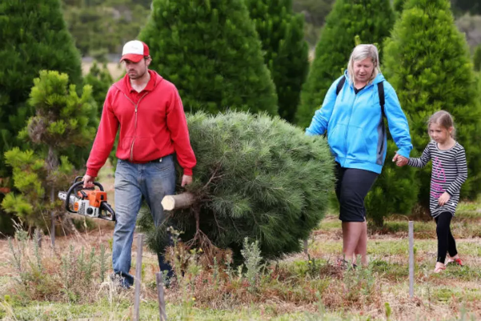 Top 10 Places to Cut Your Own Christmas Tree in Central Maine