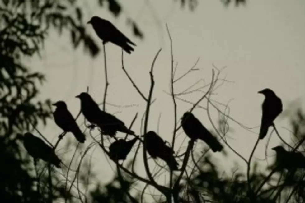 You See Thousands of Crows Every Morning. Why?