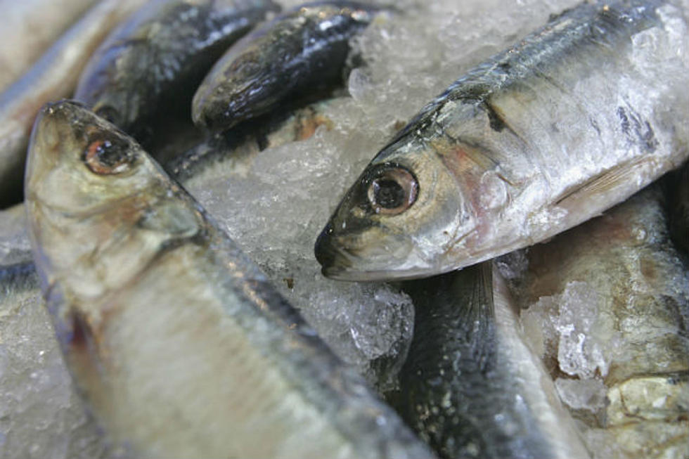 The First and Last Sardine Factories in Maine