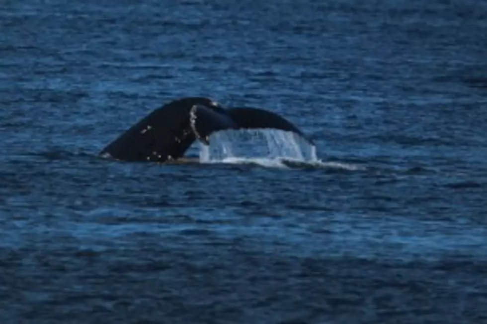 Man Doesn&#8217;t See Whale Because of Cell Phone