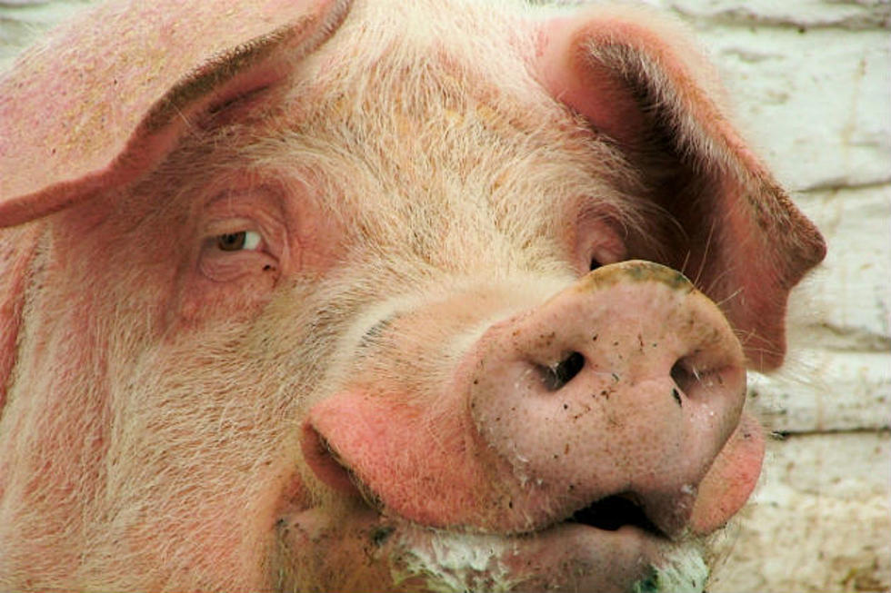 450-Pound Pig In Bradford, Maine Becomes Viral Video Star [VIDEO]