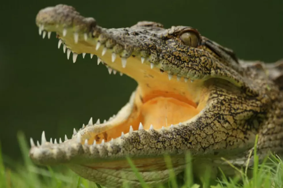 British Tourists See Crocodile Eating Human