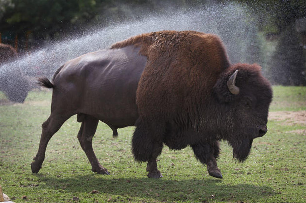 Buffalo Licks Woman During Safari [VIDEO]