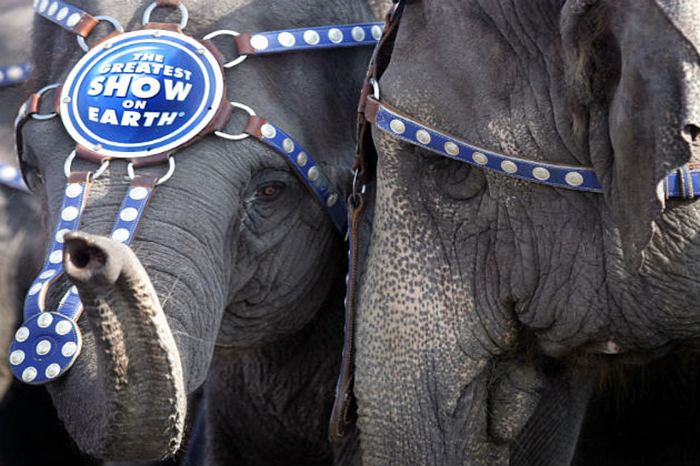 Ringling Bros. Fading Out Elephants in Their Shows