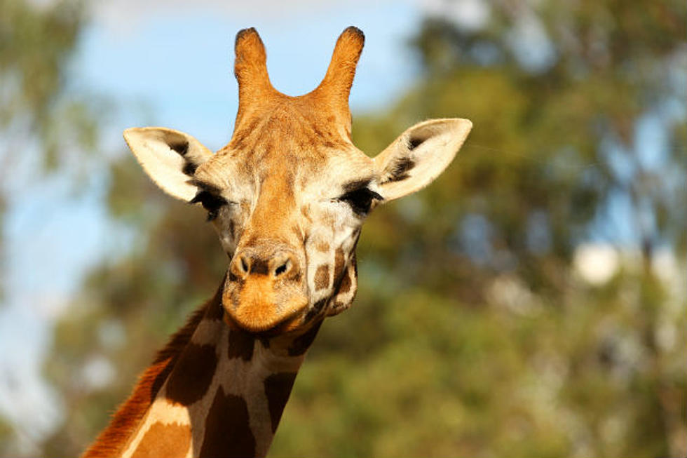 Watch Katie the Giraffe Give Birth on Live Cam