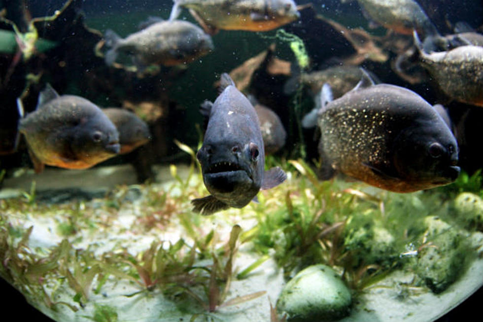 Pacu Fish Shows Up in New Jersey Lake