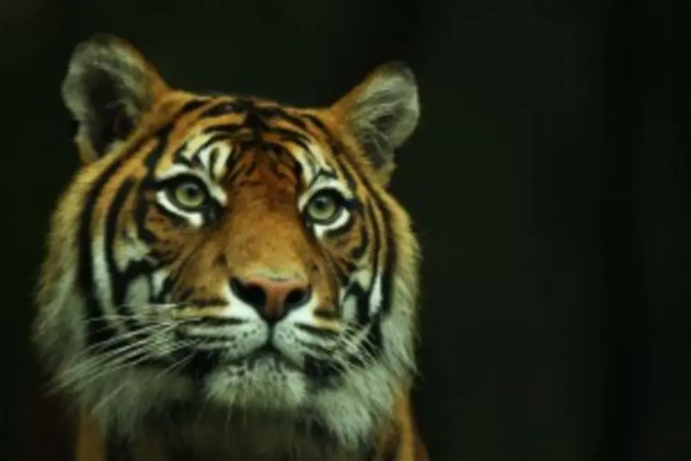 Tiger Sprays Video Taker