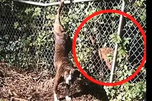 Dog Stuck On Fence For Days Is Comforted By Another Dog
