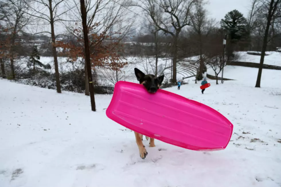 Dogs Having Fun in the Snow
