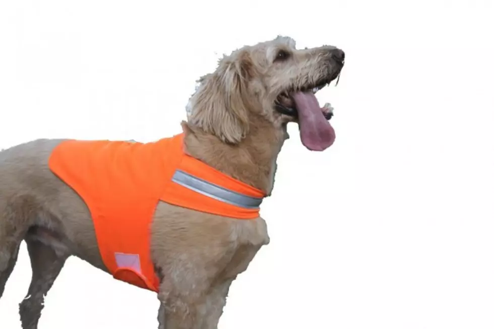 High-Visibility Dog Vests Made In Maine To Be Carried At Wal-Mart