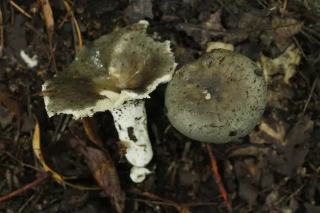 WARNING For Dog Owners: Beware Of Wild Mushrooms