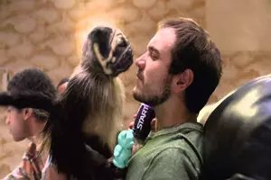 #PuppyMonkeyBaby Super Bowl Commercials You Can&#8217;t Unsee