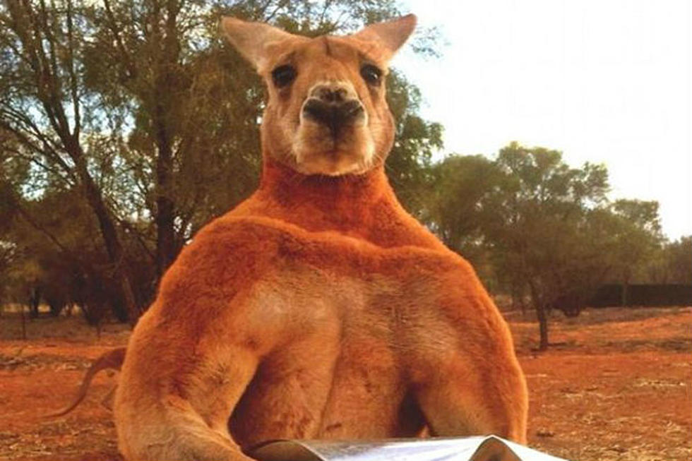 Here’s Roger the Buff Kangaroo