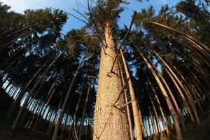 State of Maine Working to Keep Eastern Spruce Budworm Out