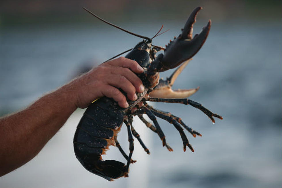 Maine Lobster Industry Revenue Hits All-Time High