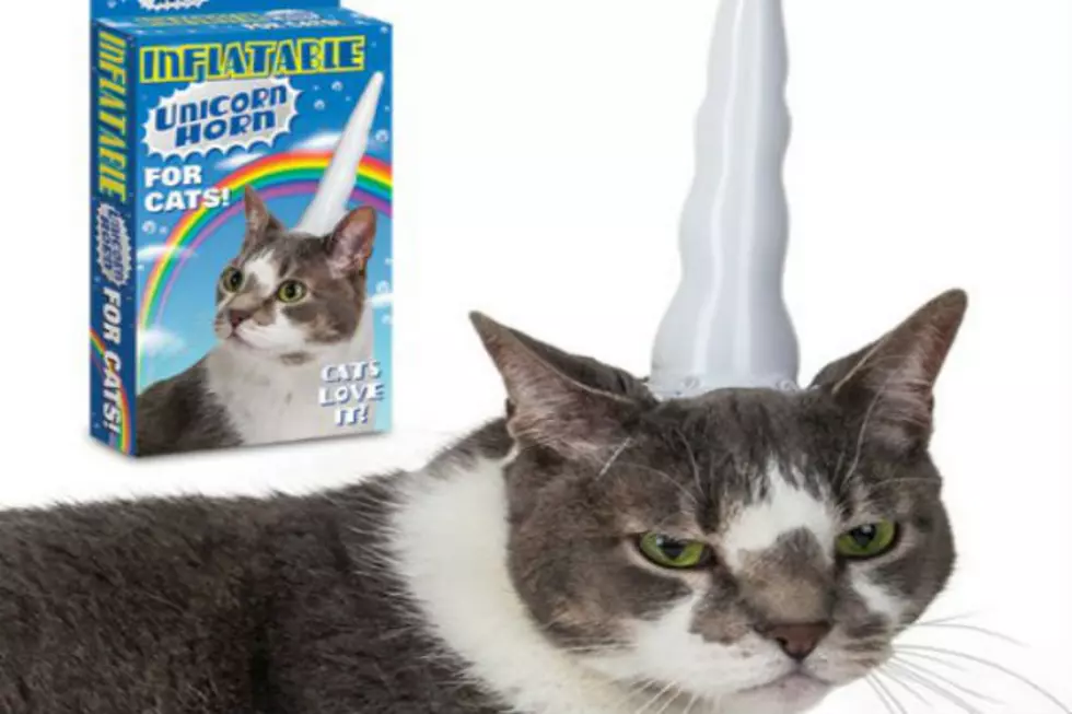 #That&#8217;s Odd:  Inflatable Unicorn Horn For CATS