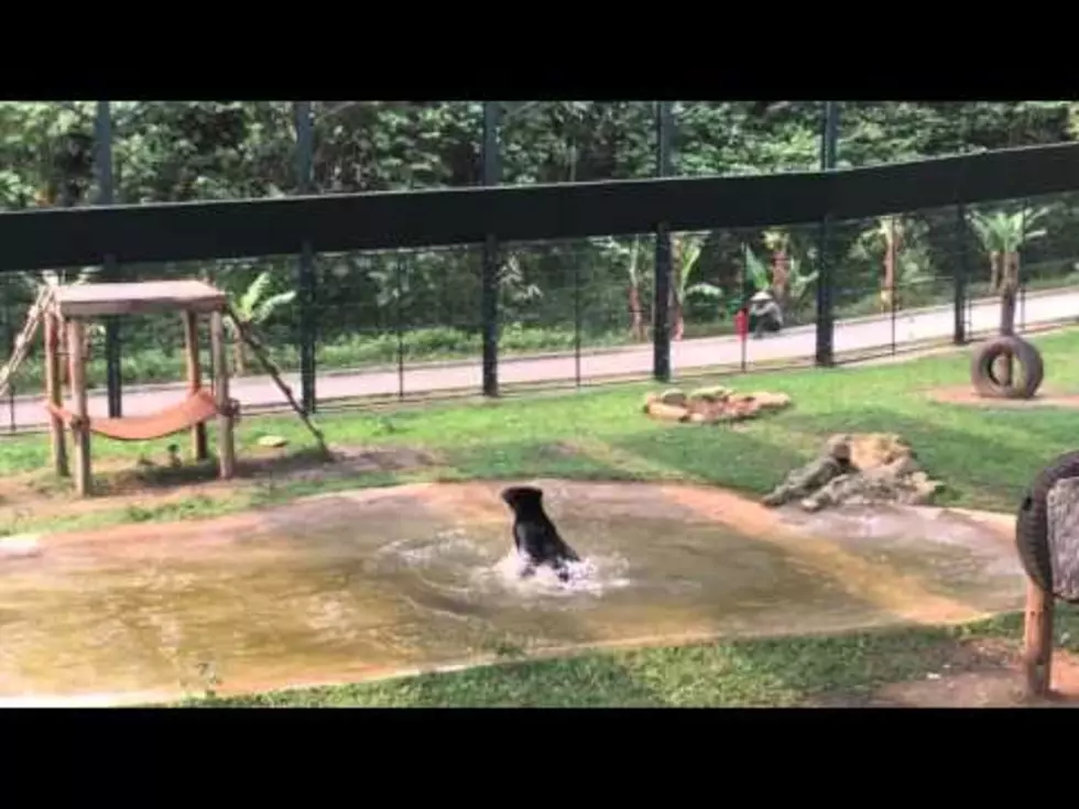 Watch A Freed Bear Jump And Swim For Joy [VIDEO]