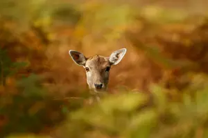 Deadline for Maine&#8217;s Deer Lottery Due Today (8-15-18)