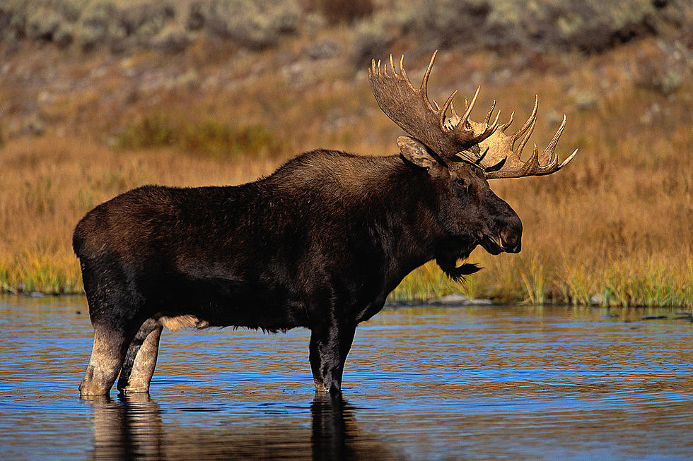 Maine Moose Permit Drawing Changes