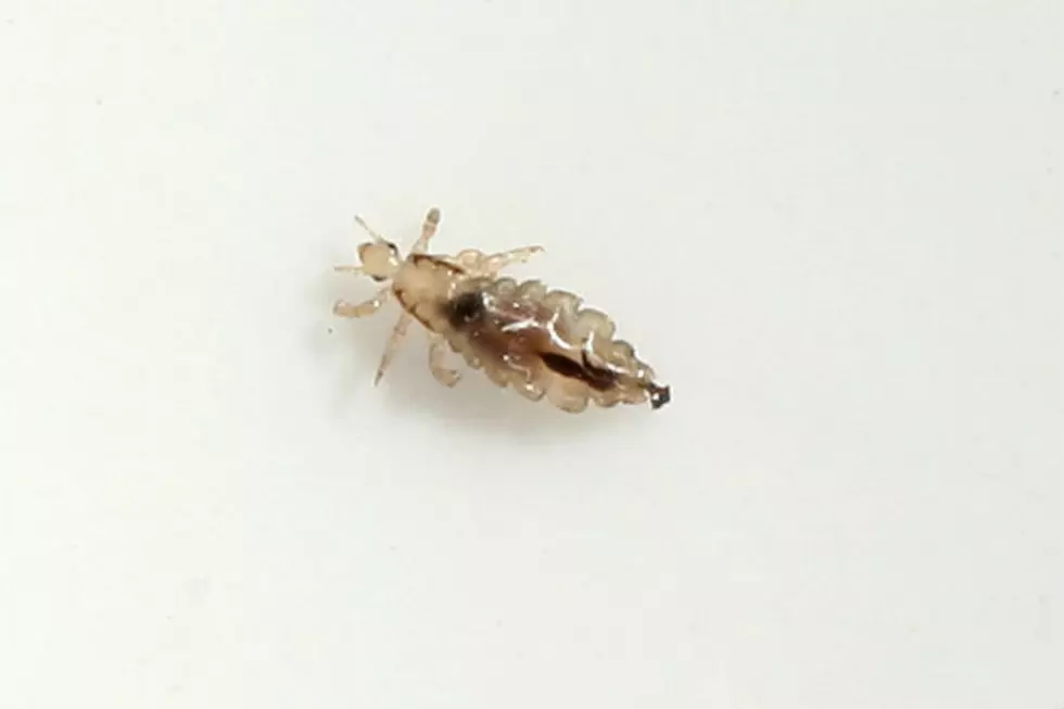 Lice Found In Augusta Schools – Prevention Is Key