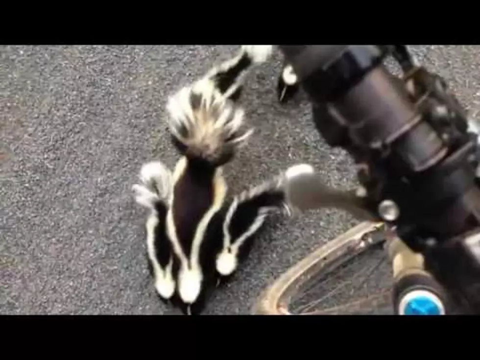 Watch A Skunk Family Meet A Cyclist &#8211; Could Be A Stinky Situation