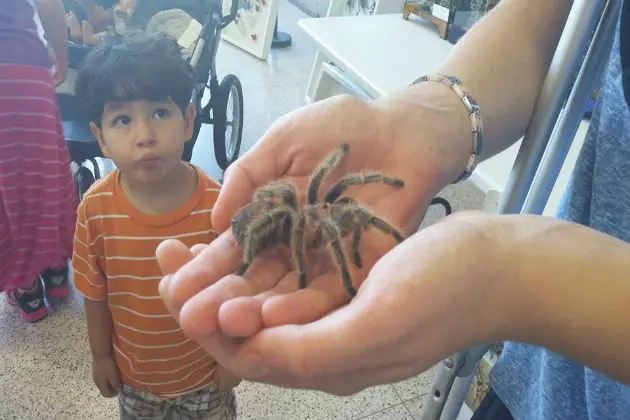 Bugs Bugs Bugs And More Bugs Return To The Maine State Museum