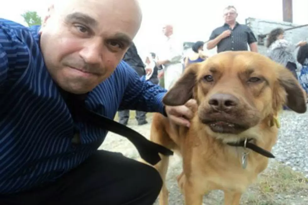 Dogs That Look Like Their Owners