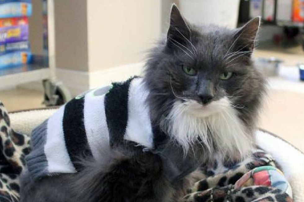 This Fashion-Forward Cat May Be Deaf But He&#8217;s Ready to Cuddle in His New Forever Home