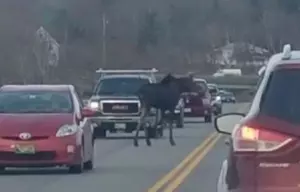 Brake For Moose?