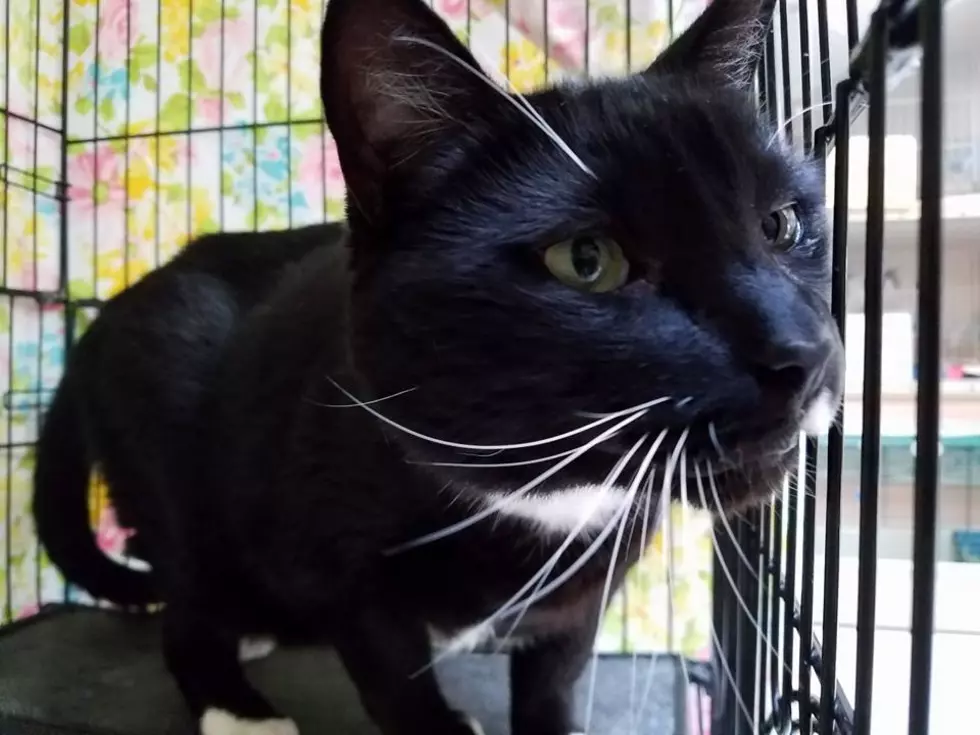 Meet Our Latest Pet Of The Week Up For Adoption From The Kennebec Valley Humane Society