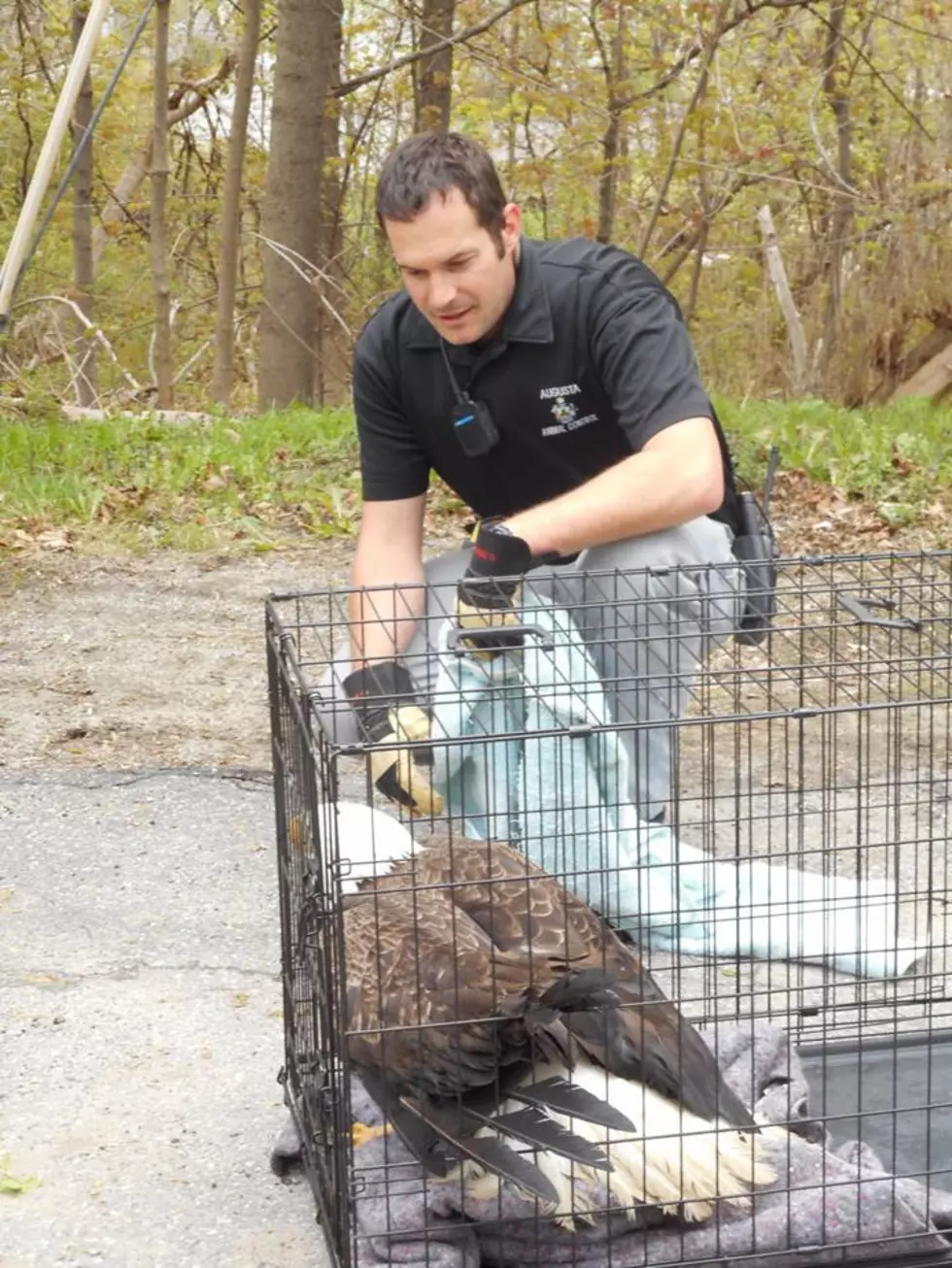 Bald Eagle Rescued In Augusta