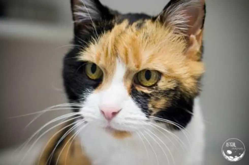 If You Are Looking For A Cool Kitty, Meet Penny, Our Latest Pet Of The Week Up For Adoption With The KVHS